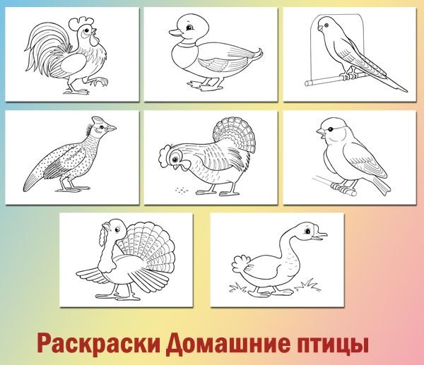 Птицы раскраска для детей