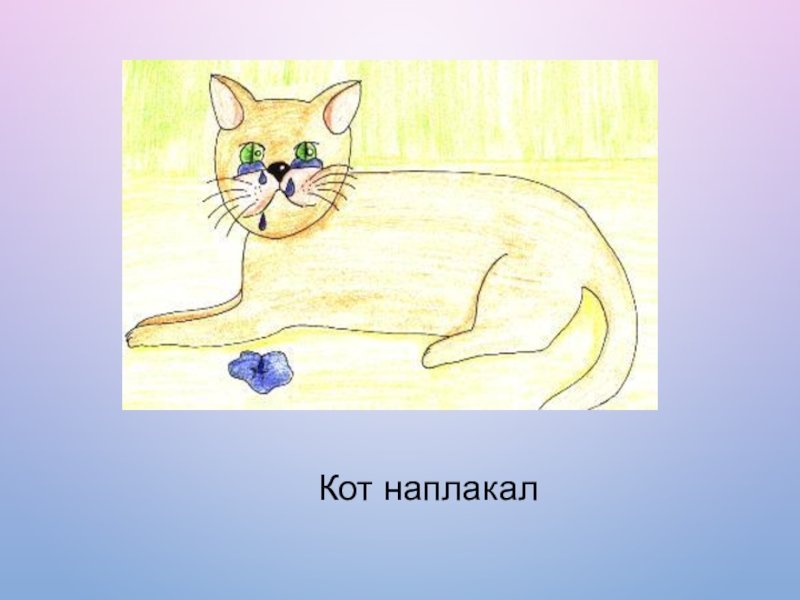 Кот наплакал легкие