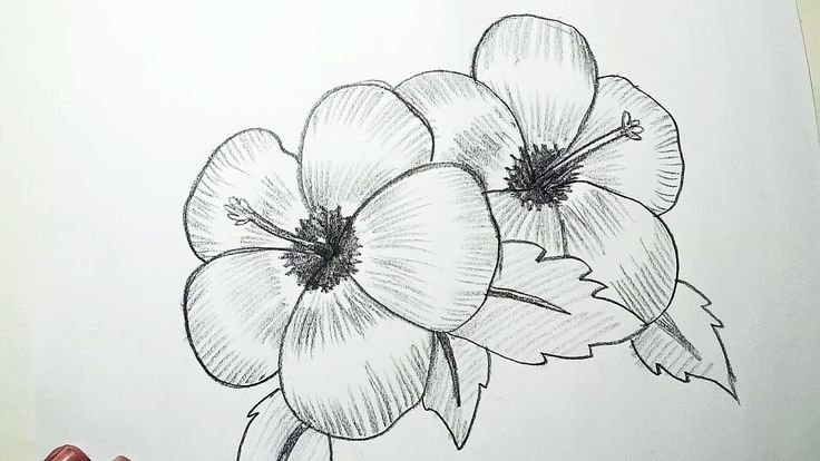 Рисунки цветов для срисовки