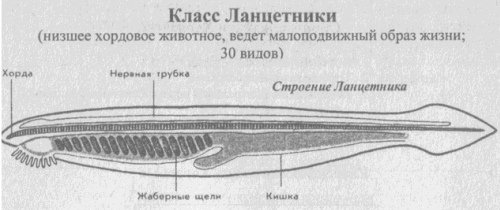 Схема строения ланцетника