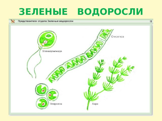 Представители зеленых водорослей 7 класс