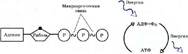 Схема структуры молекулы АТФ