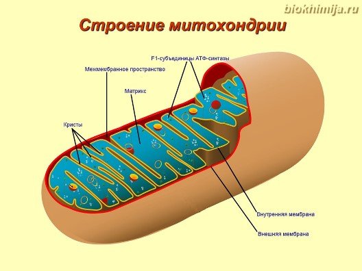 Строение Крист митохондрий