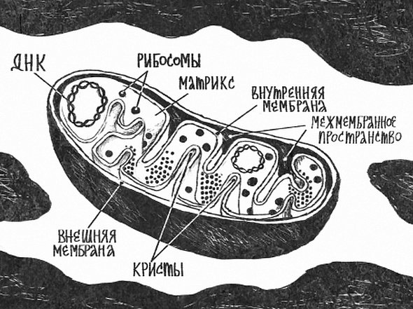 Митохондрии в клетке