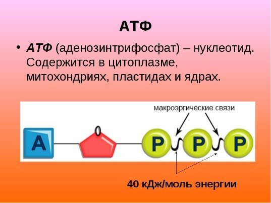 АТФ биология 10 класс