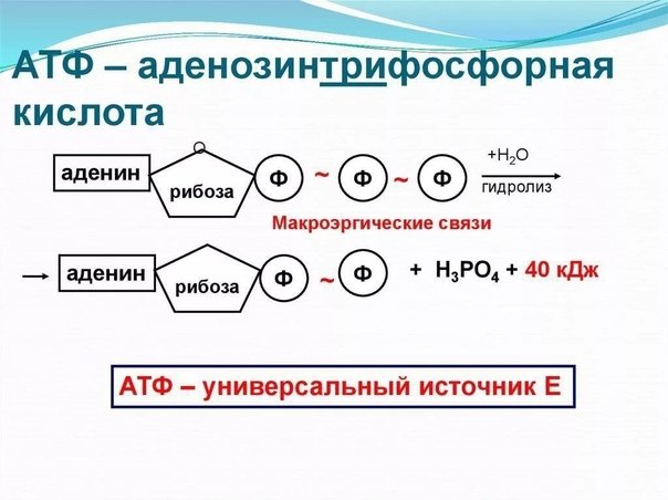 Структура и строение АТФ