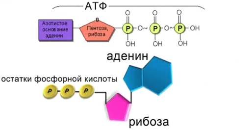 Схема строения молекулы АТФ