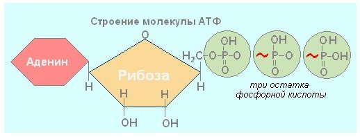 Схема строения АТФ