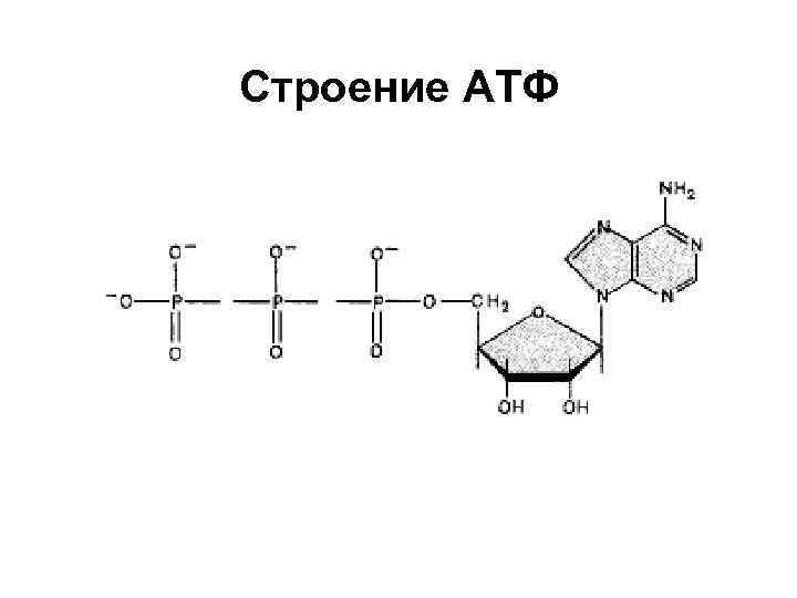 Атф