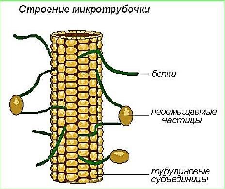 Микротрубочки строение и функции рисунок