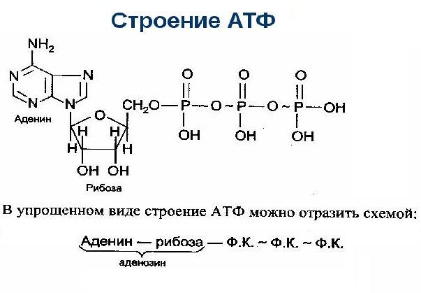 Схема строения АТФ