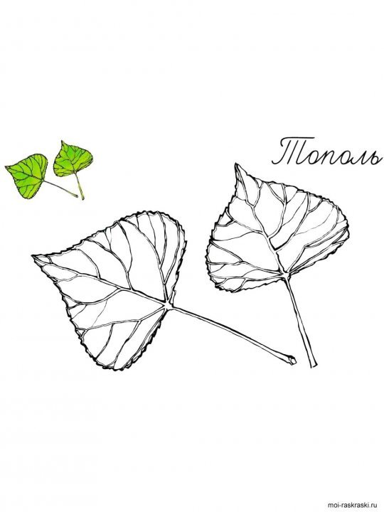 Берёза листья