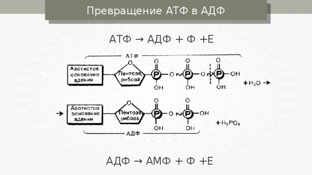 Структура АТФ превращение АТФ В АДФ
