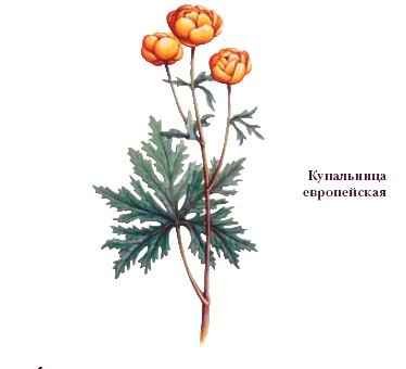 Купальница европейская цветок рисунок