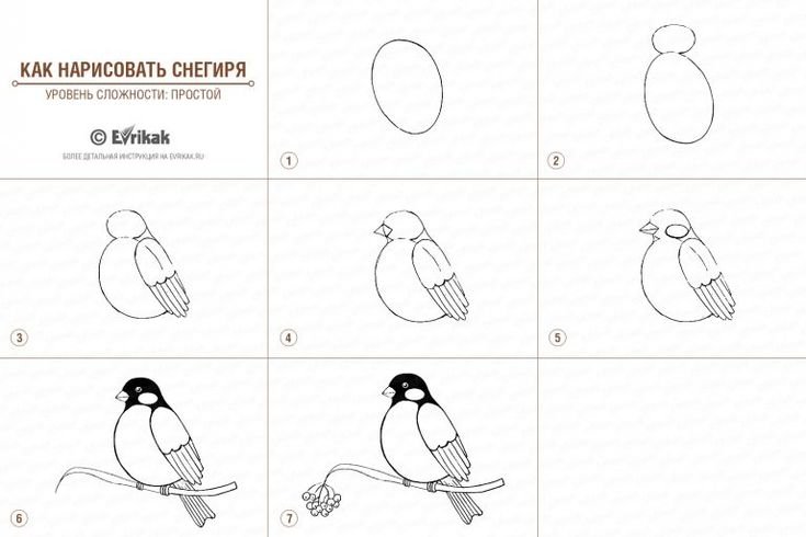 Рисование старшая группа зимующие птицы пошагово