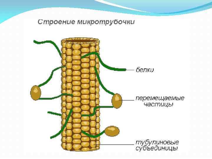 Микротрубочки растительной клетки строение
