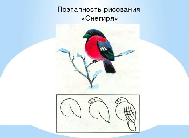 Снегирь рисунок