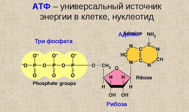 Строение аденозинтрифосфат АТФ
