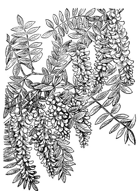 Robinia pseudoacacia l.