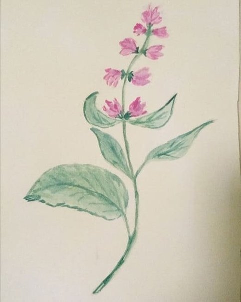 Шалфей рисунок легкий
