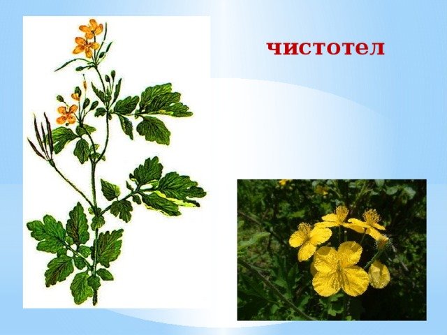 Чистотел рисунок растения