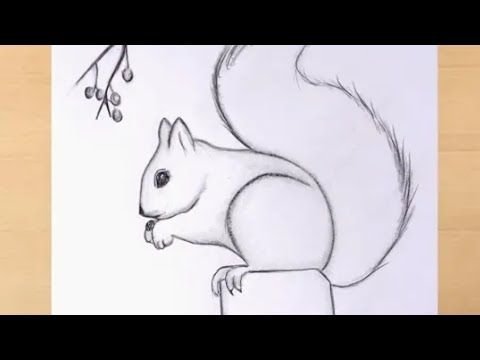 Белка рисунок карандашом
