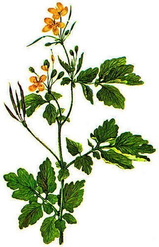 Chelidonium majus