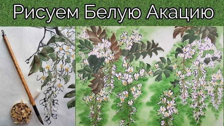 Цветок акации рисунок