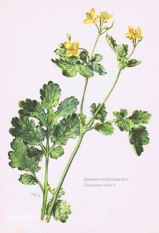 Chelidonium majus