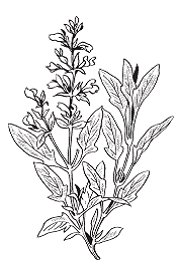 Salvia officinalis