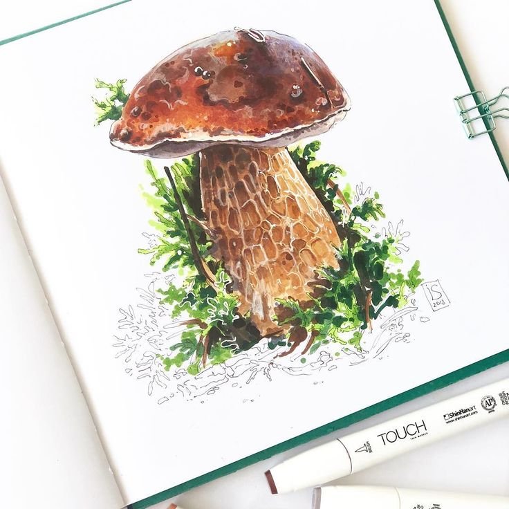 Грибы рисунок акварелью