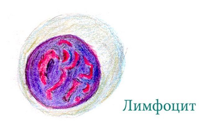 Лимфоцит человека рисунок