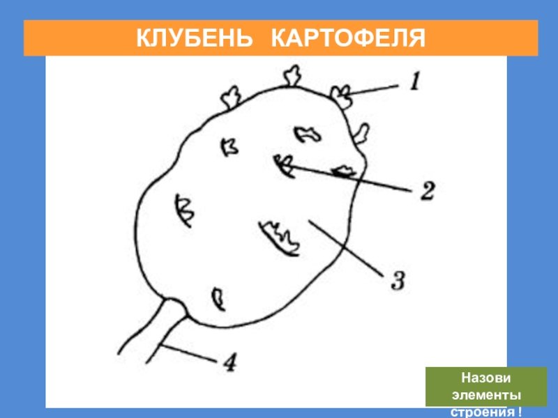 Внешнее строение клубня картофеля