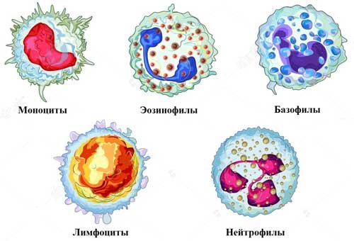 Строение лейкоцитов человека