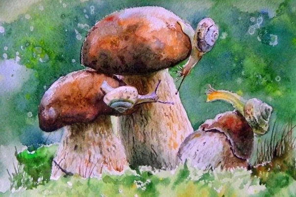 Грибы картина