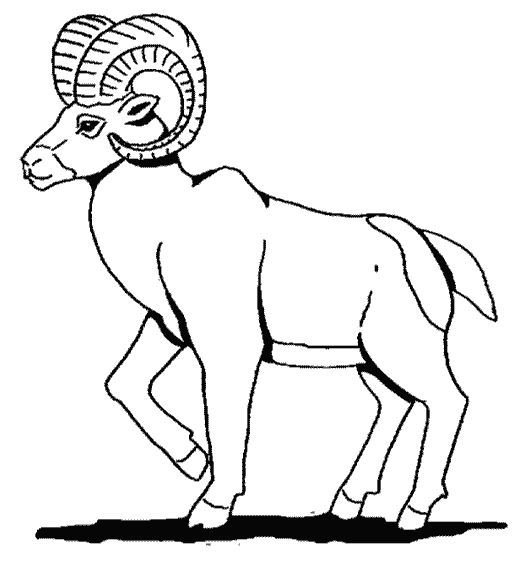 Нарисовать горного барана
