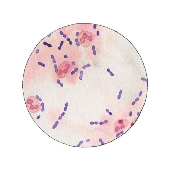 Streptococcus pyogenes в чашке Петри