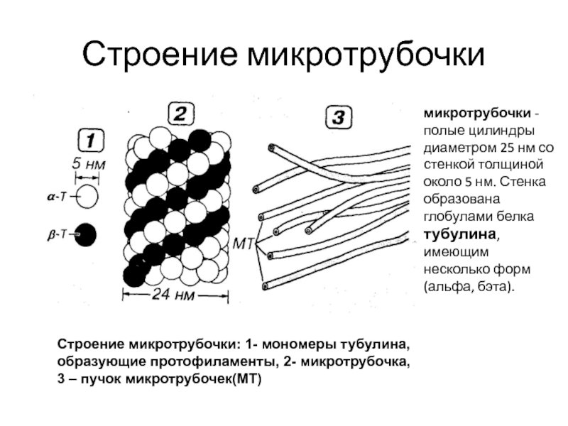 Схема строения микротрубочки