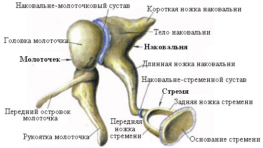 Среднее ухо молоточек наковальня и стремечко