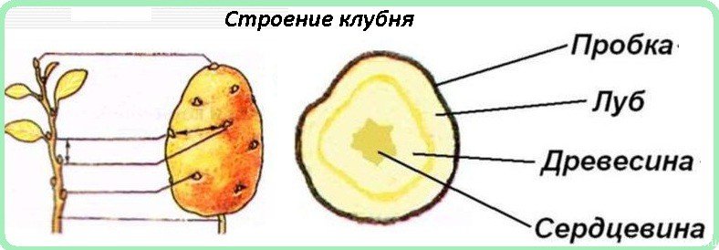 Строение клубня картофеля 6