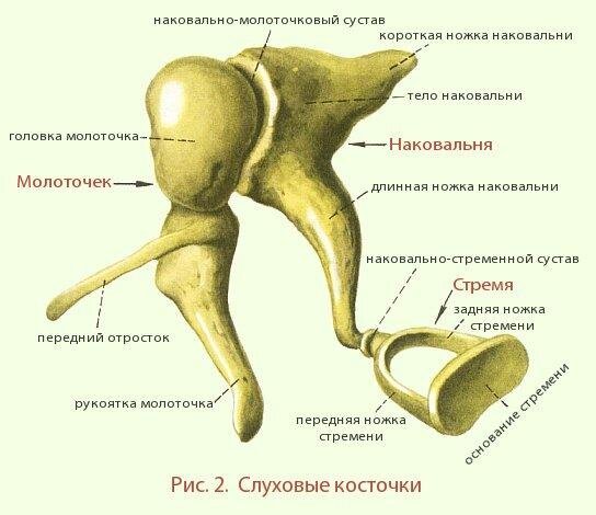 Строение молоточка наковальни и стремечка