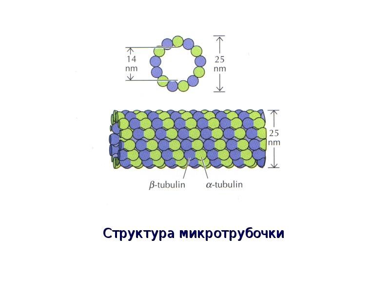 Строение микротрубочек