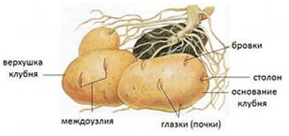 Строение картофельного клубня