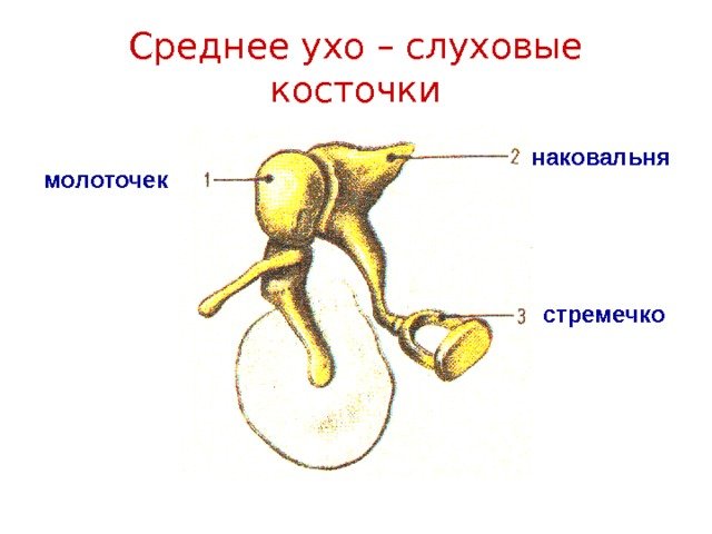Строение уха человека слуховые косточки
