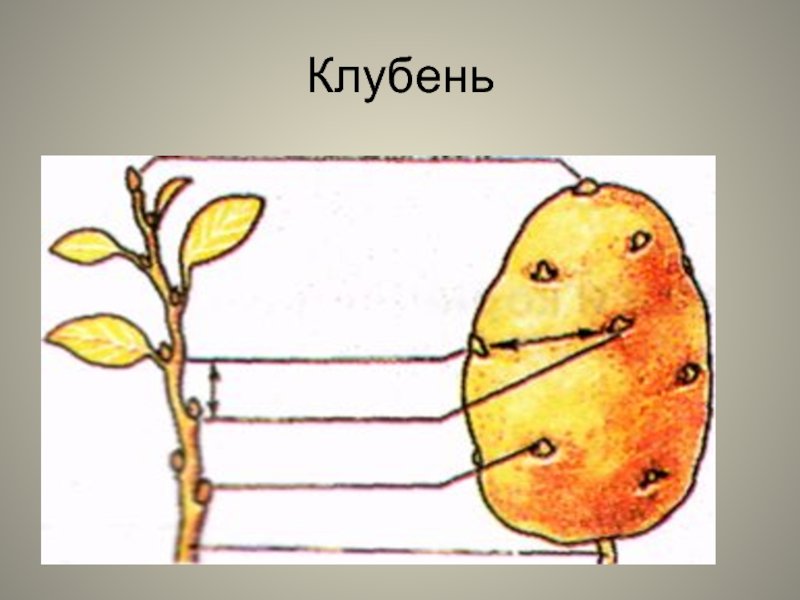 Видоизмененные побеги клубень картофеля