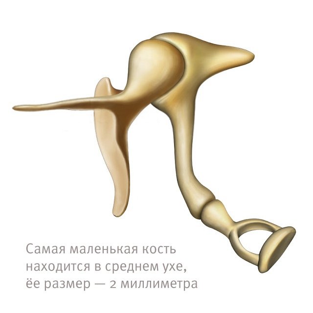 Молоточек наковальня стремечко анатомия