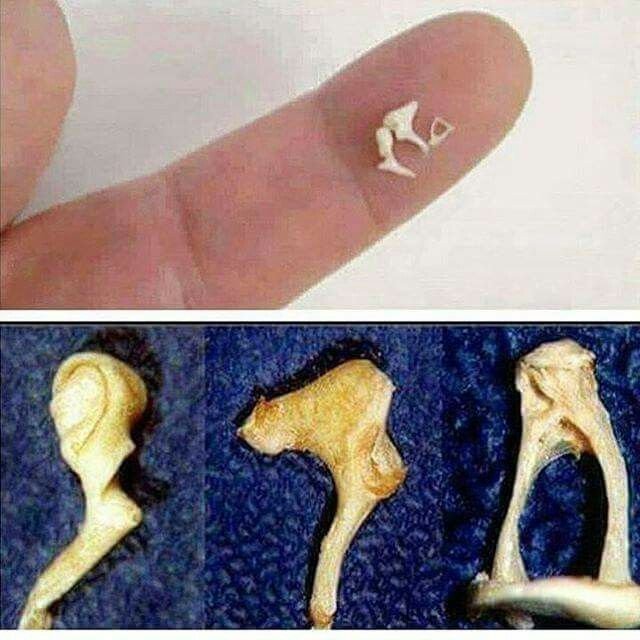 Стремечко кость