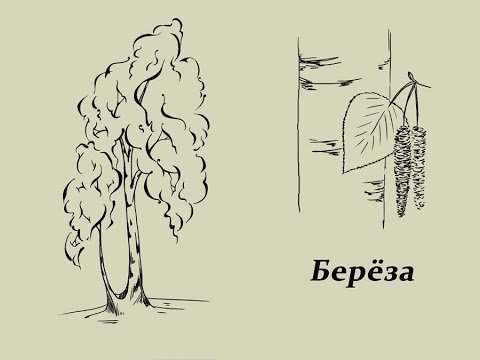 Берёза рисунок карандашом