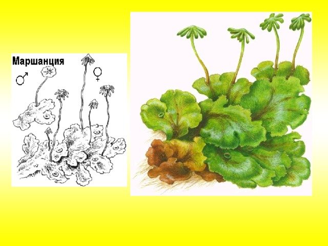 Маршанция класс