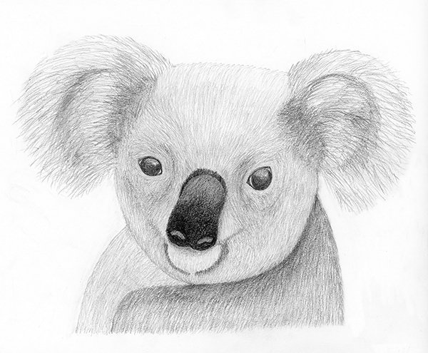 Рисунок коалы карандашом легко